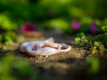 Image de Sanket Rajurkar