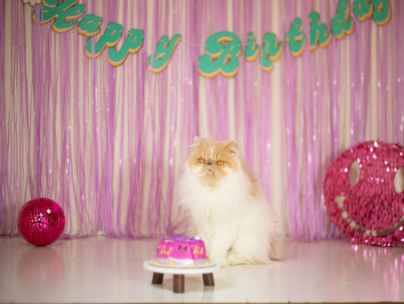 cat birthday
