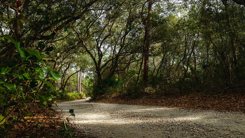 Clarke County, Alabama dirt road