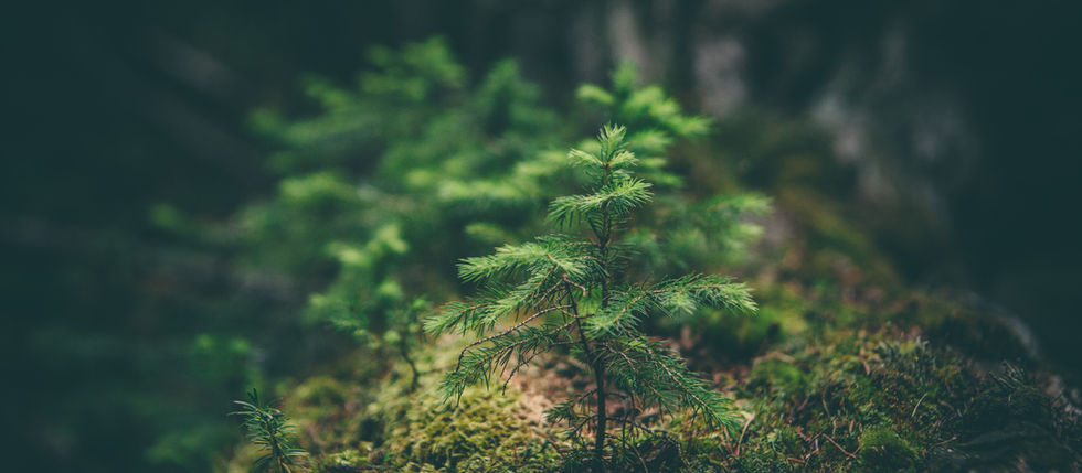 Biodiversité 2026 : droit, entreprises et crédits nature face au grand tournant