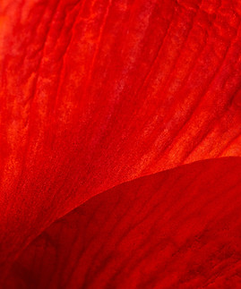Image by Wolfgang Hasselmann