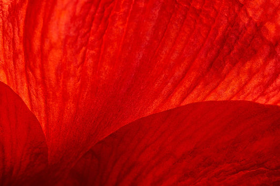 Image by Wolfgang Hasselmann