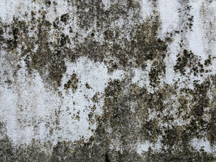 mold