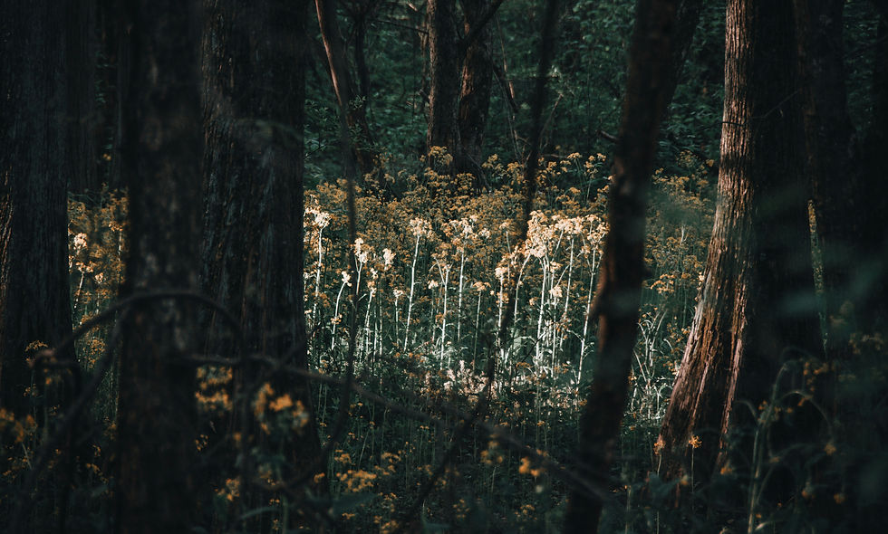 Image by Anthony Robinson