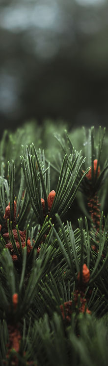 Image by Phil Plante