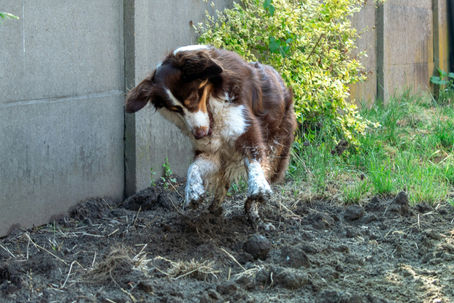 dog digging
