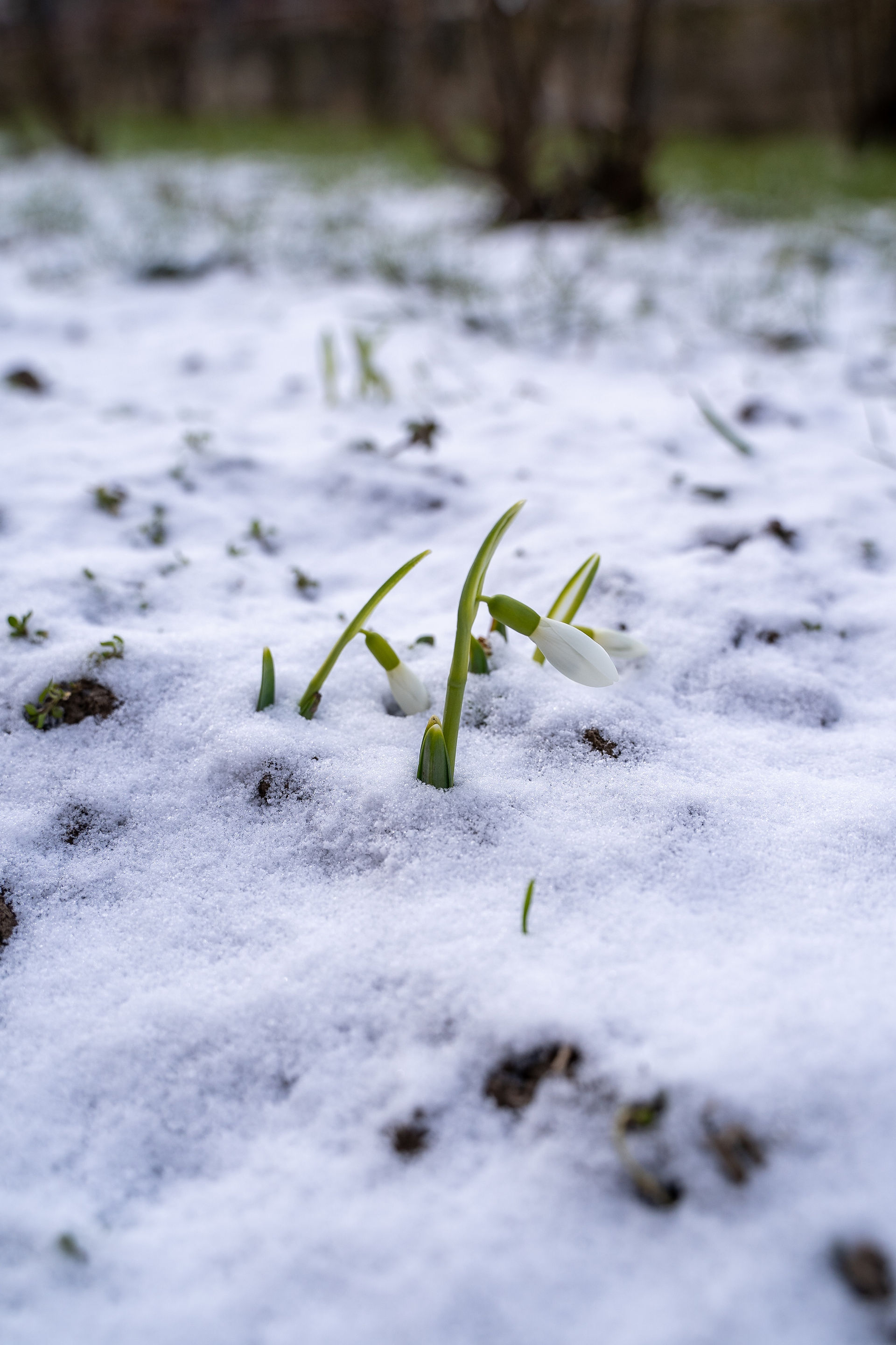 Schneeglöckchen in Schneedecke