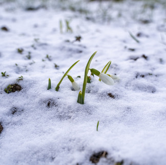 Schneeglöckchen in Schneedecke