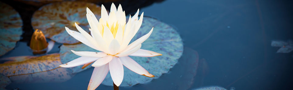 Image by Julie Blake Edison