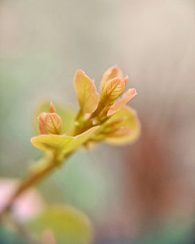 Image by SAKET GANDHI