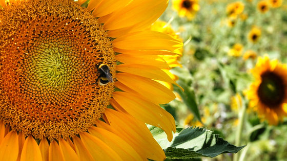 Sunflower - Golden Hedge