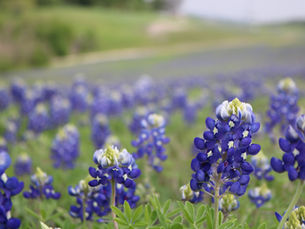 Embrace the Beauty of Spring: Explore Texas Hill Country with I Drive Yall Ride