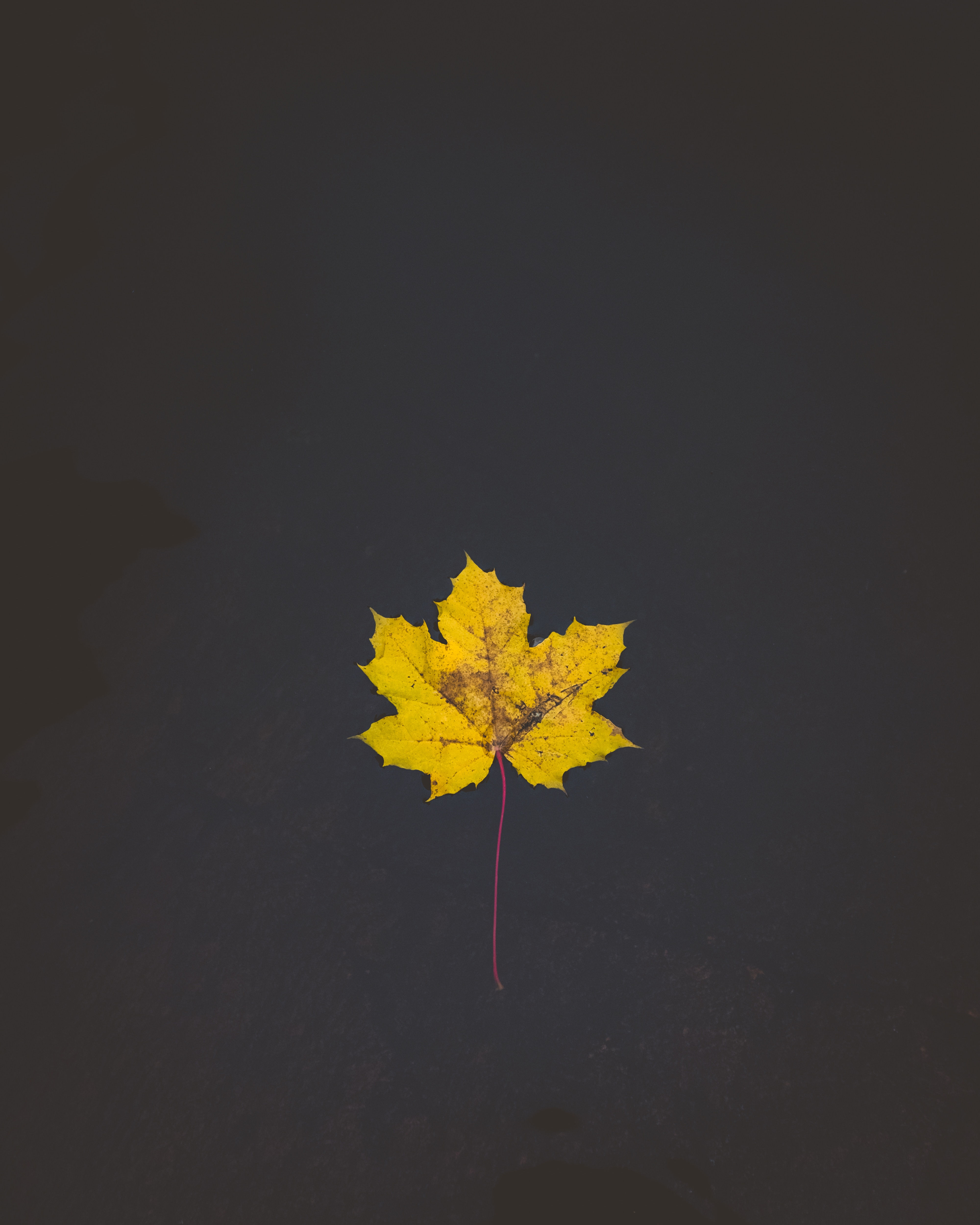 Yellow Maple Leaf