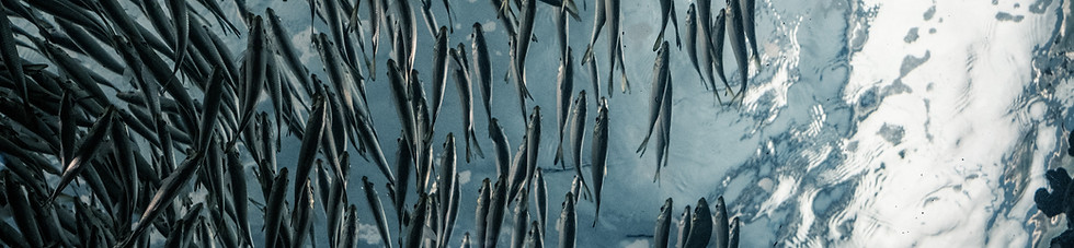 Image by Lance Anderson