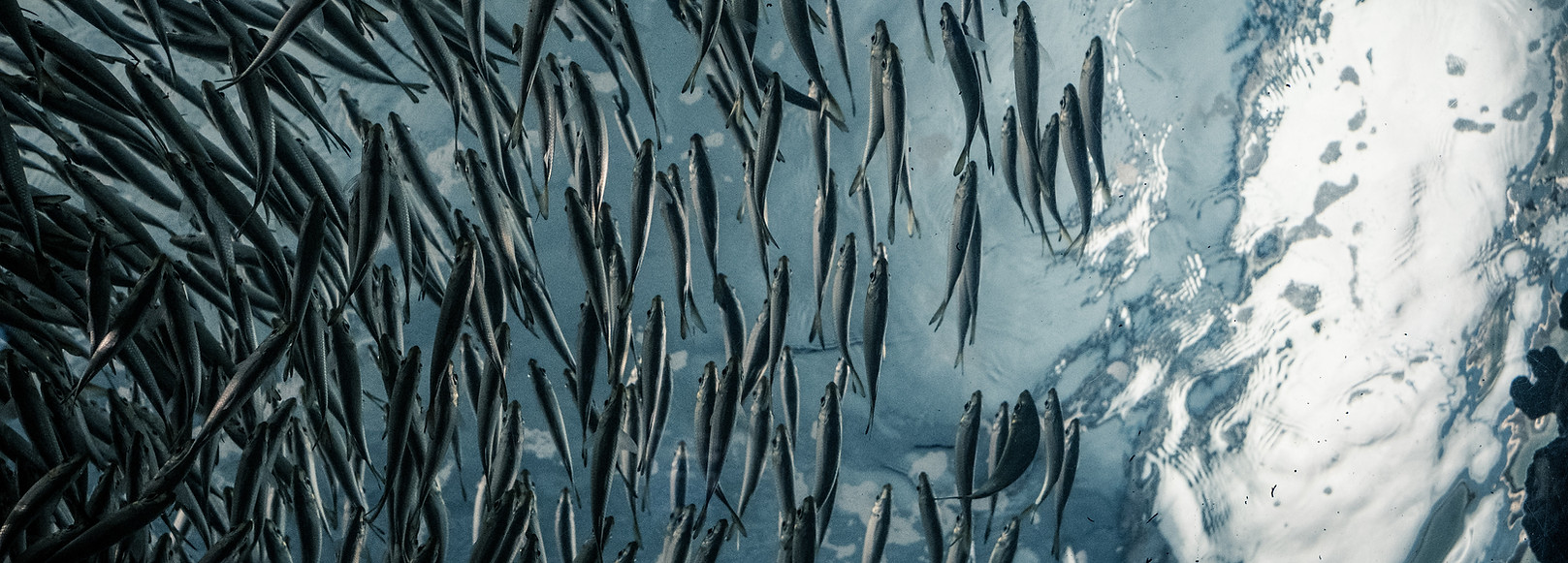 Image by Lance Anderson