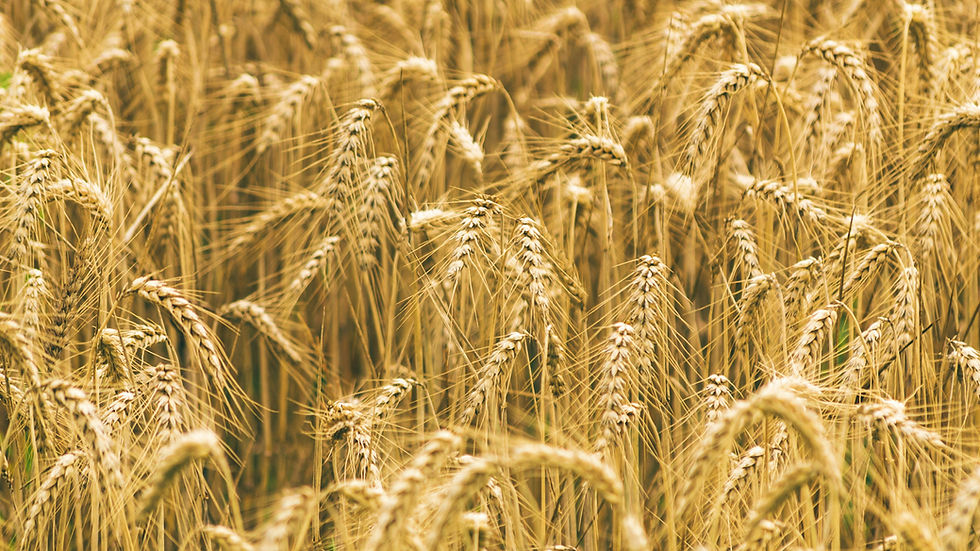 Golden wheat field with ripe ears ready for harvest.