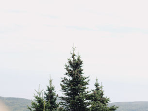 Lost Christmas Trees