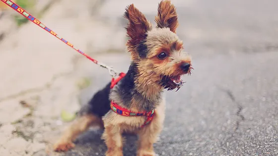 Crc Pet Service I Dog Walking I Dog Boarding I Pet Sitting
