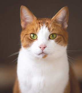 Image by Zoë Gayah Jonker