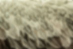 Close-up of bird feathers, textured, detailed - decorative, background; Image by Tina Hartung