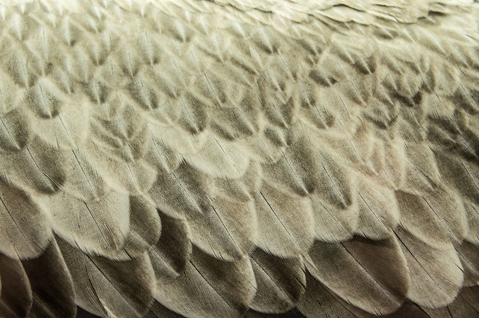 Close-up of bird feathers, textured, detailed - decorative, background; Image by Tina Hartung