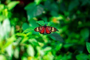 Image by Adam Macias