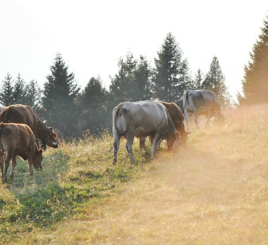 Image by Delia Giandeini