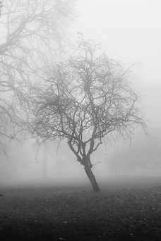 Image by Illiya Vjestica