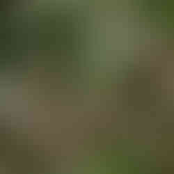 Quels massifs étaient beaux ?