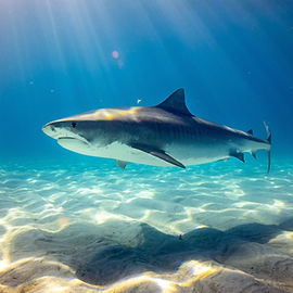 Image by Gerald Schömbs