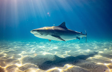 Image by Gerald Schömbs