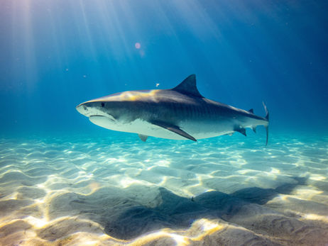 Shark Attacks in Nicaragua (2025 Report)