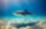 Recovery Of Shark Populations Alters Behaviours Of Reef Fishes