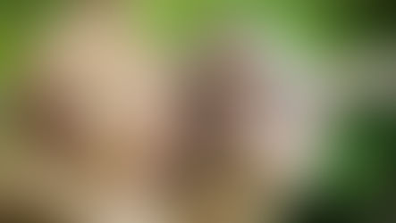 The Monkey bazi Horoscope Guide to Learning: Strategies for Continuous Self-Improvement