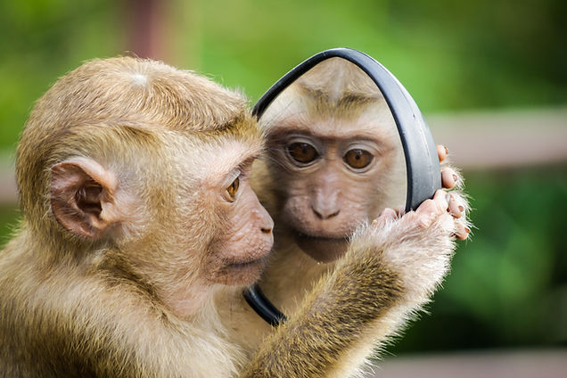 Image by Andre Mouton