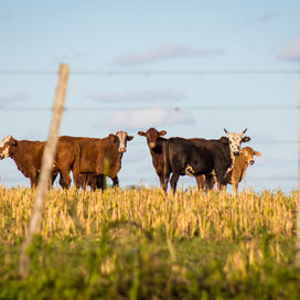 A Global Meat Tax: The future of Pandemic Prevention