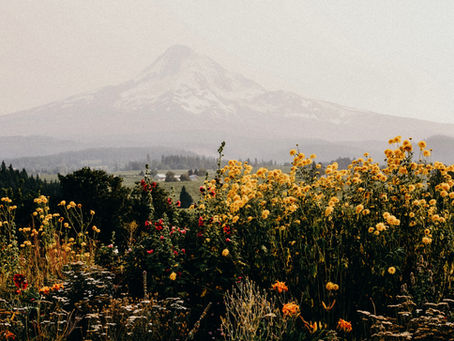 Florboxoxo | Top 3 Wildflower Trails in Crested Butte