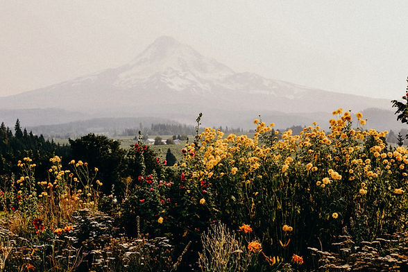 Image by Liana Mikah