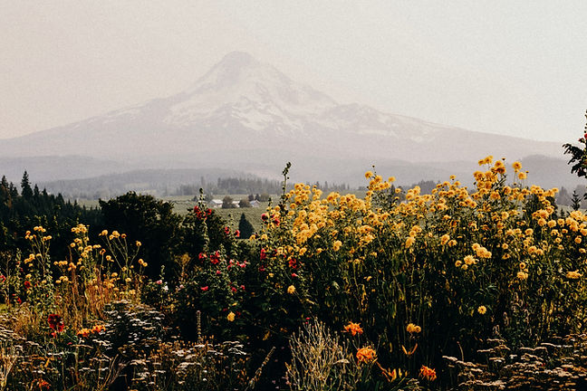 Image by Liana Mikah