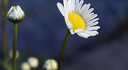 Image by Sue Bell