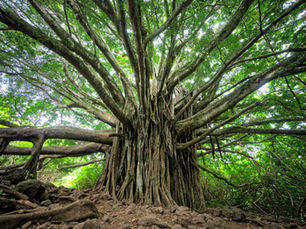 Nonprofit Program Management: Meet the Needs of Your Nonprofit Through Planning and Implementation