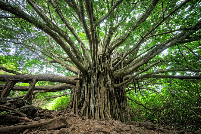 Tronc d'arbre avec de grandes branches