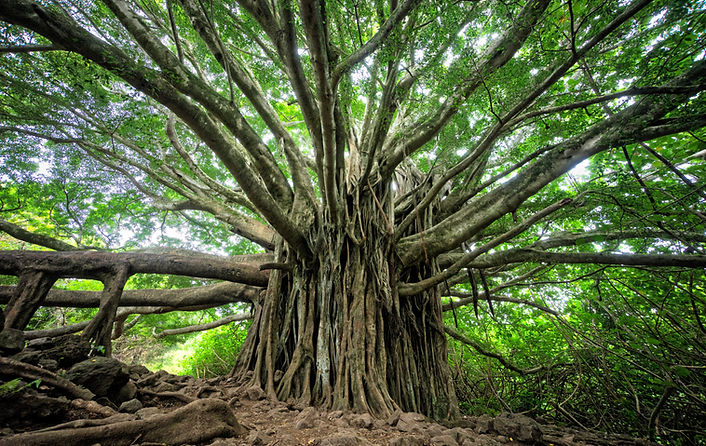 Tronc d'arbre avec de grandes branches