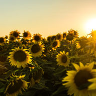 Lessons from the Summer Sun: Embracing Growth, Vitality, and Abundance