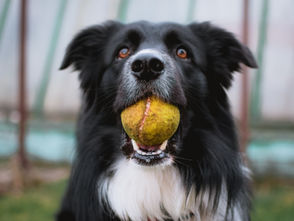 Training a High Energy Dog