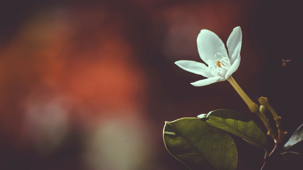 Image by albaz alba
