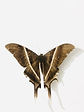 Moth on wall