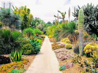Entretien des succulentes par forte chaleur : Guide complet