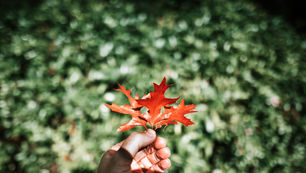 SURVEY: Teaching Natural Capital & Ecosystem Services approaches in Higher Education Institutions