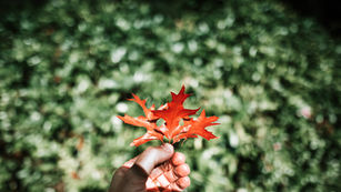 SURVEY: Teaching Natural Capital & Ecosystem Services approaches in Higher Education Institutions
